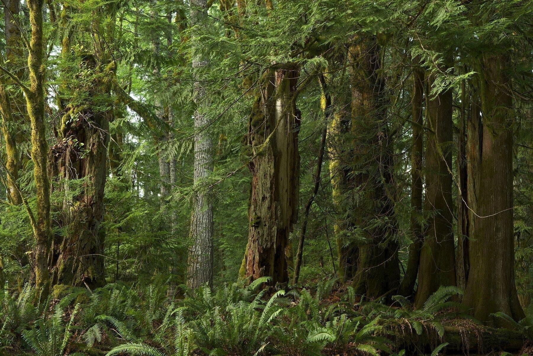 Dense forest with tall, moss-covered trees and thick undergrowth of ferns. Sunlight filters through the canopy, casting a greenish hue over the lush vegetation. The scene appears serene and untouched, evoking a sense of tranquil wilderness.