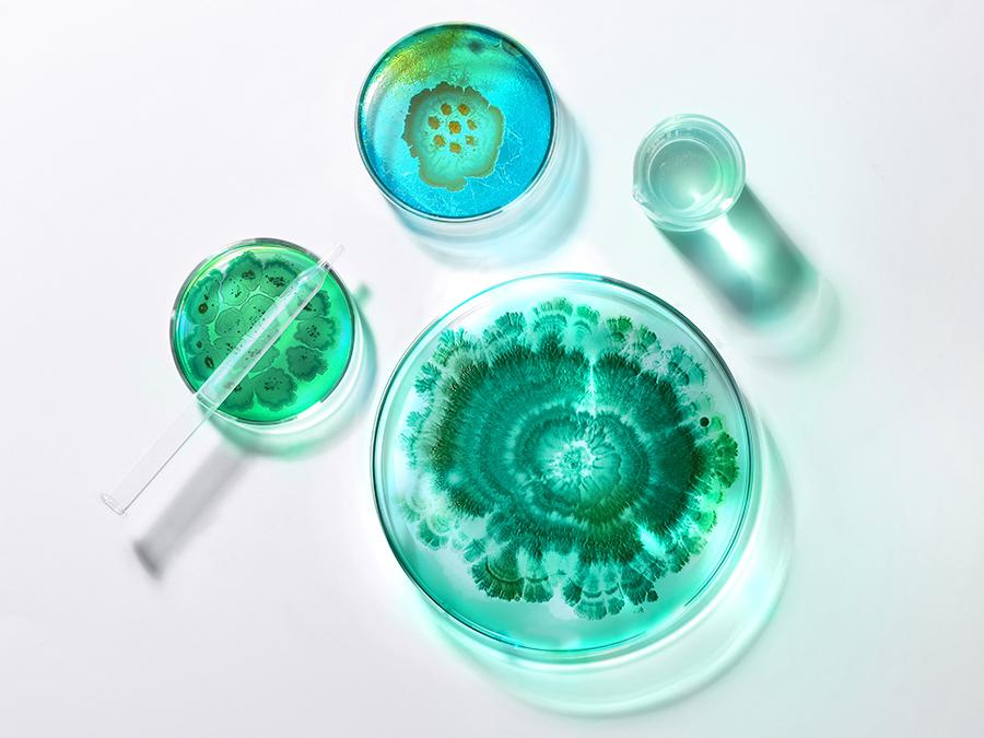 Top-down view of three petri dishes containing green bacterial cultures of various patterns and a graduated cylinder with a clear liquid inside. A glass stir rod is placed beside the petri dishes on a white background.