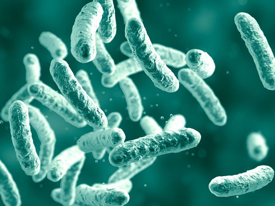 A close-up image of multiple green rod-shaped bacteria or microorganisms floating against a blurred teal background. The bacteria have a textured surface and appear to be magnified to show details.