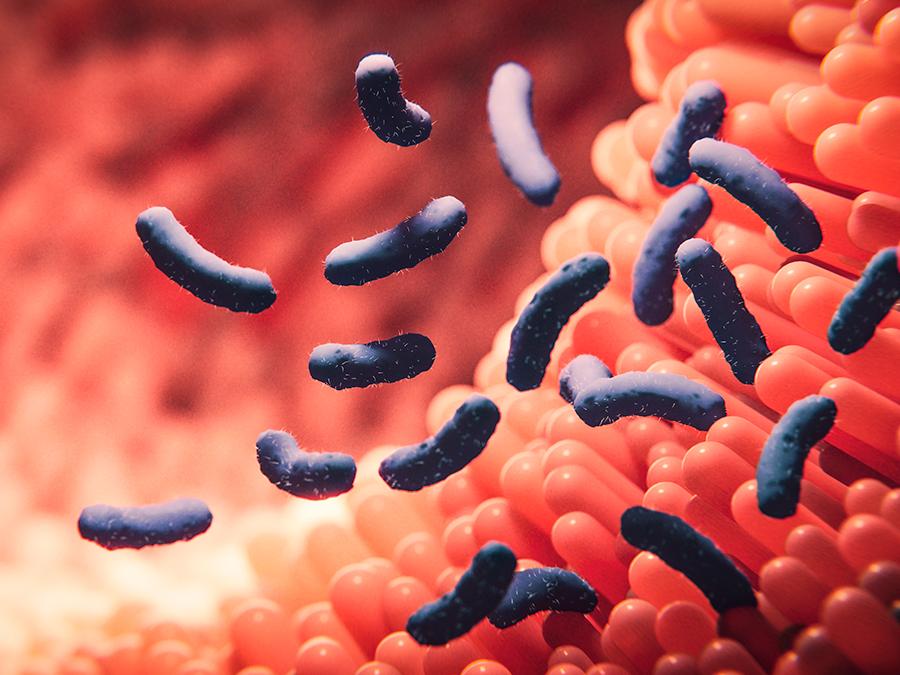 what-does-my-microbiome-do-for-me A close-up illustration depicting several rod-shaped blue bacteria in a reddish environment, possibly within the human body. The background features red, finger-like projections resembling the villi of the small intestine.